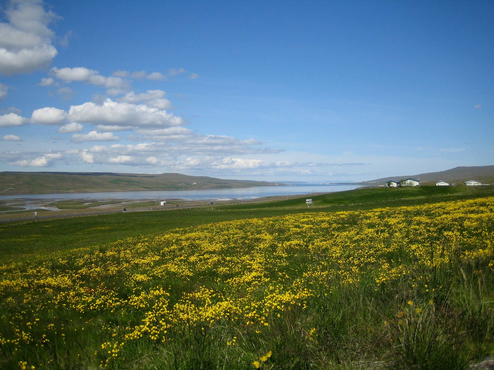 Yellow summer flowers beside Hrútafjörður with the fjord stretching into the distance.