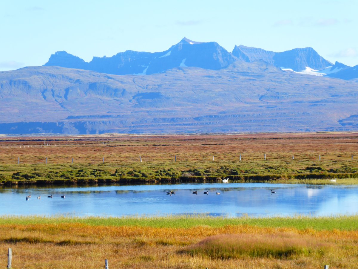 Birds on a pond at Húsey with marsh grass in the foreground and the Dyrfjöll range rising behind the East Iceland plain.