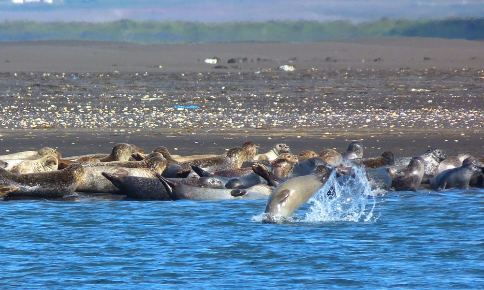 Seals hauled out together near the Illugastaðir viewing area