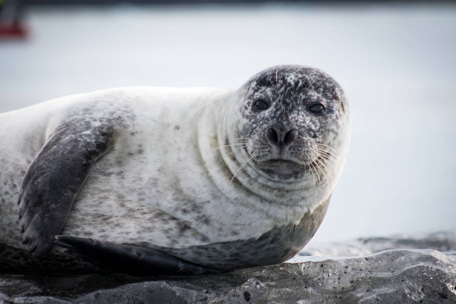 Harbour seal resting on dark rocks at Illugastaðir on Vatnsnes