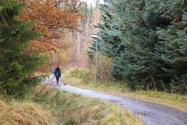 A narrow paved path curving between autumn trees in Kjarnaskógur near Akureyri.