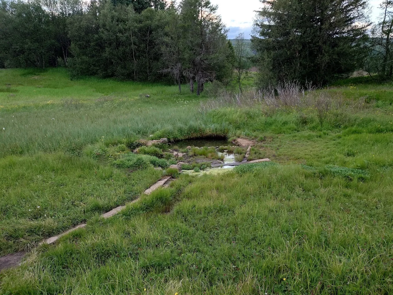 Kúalaug hot-spring pool surrounded by long grass and trees near Haukadalur.