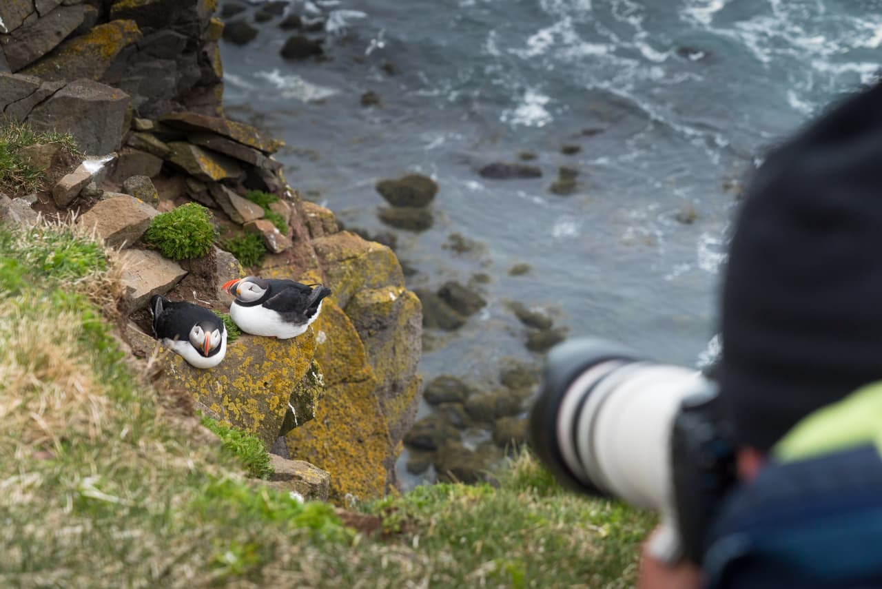 A photographer using a long lens from above puffins on the rocky cliff at Látrabjarg.