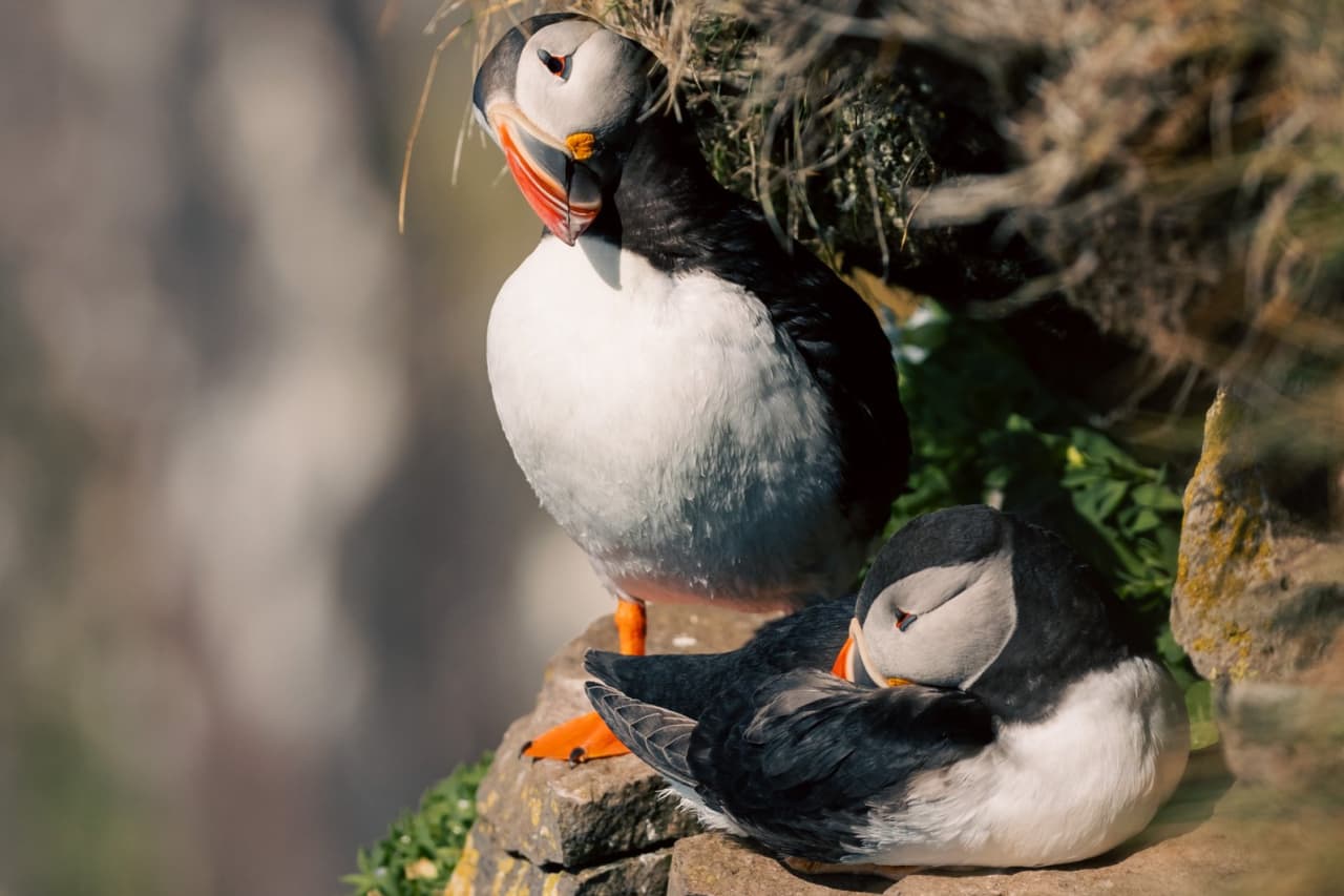 Two puffins resting in a grassy nesting area on the cliffs at Látrabjarg.