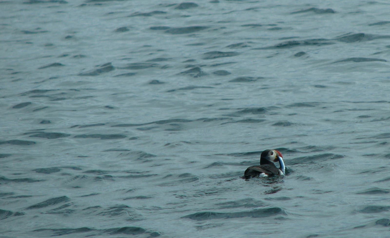 A puffin swimming with fish in the water near Reykjavík Puffin Island.