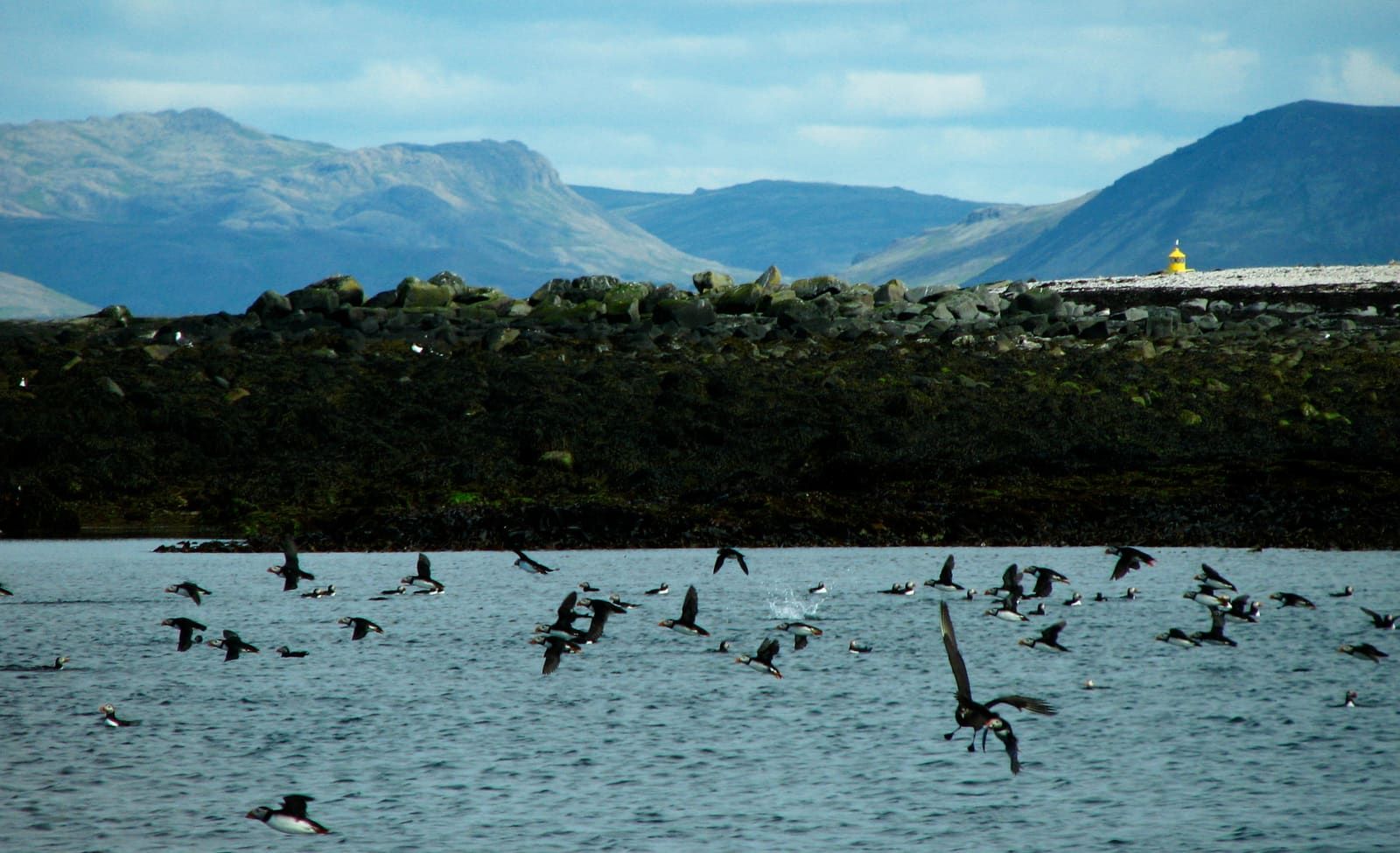 Puffins flying and sitting along the rocky Lundey shoreline with mountains across the bay.