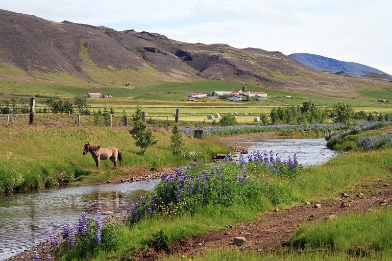 A horse beside a stream in Mosfellsdalur with farms and low hills beyond.