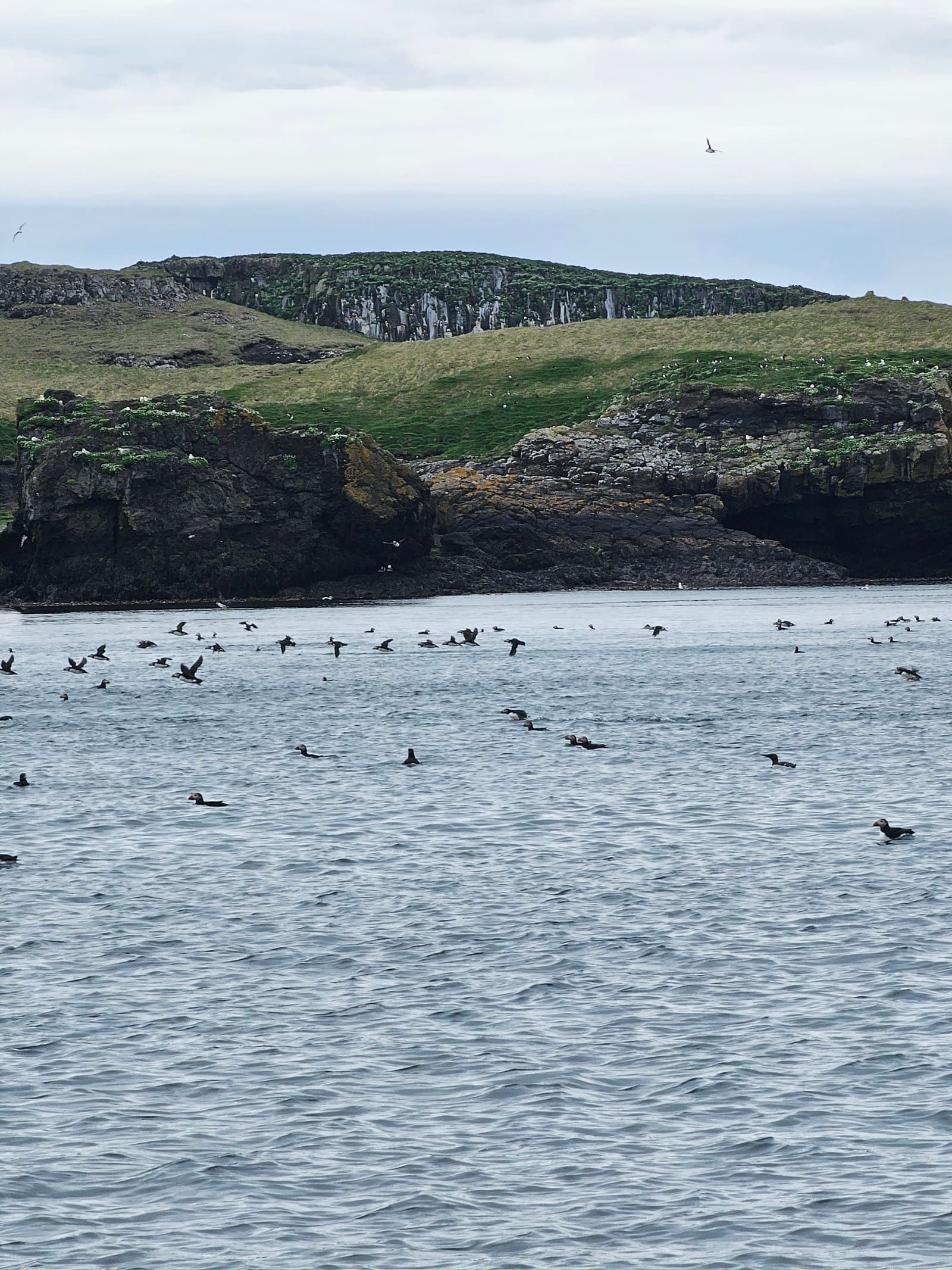 Seabirds floating on the water below the green slopes of Papey Island.