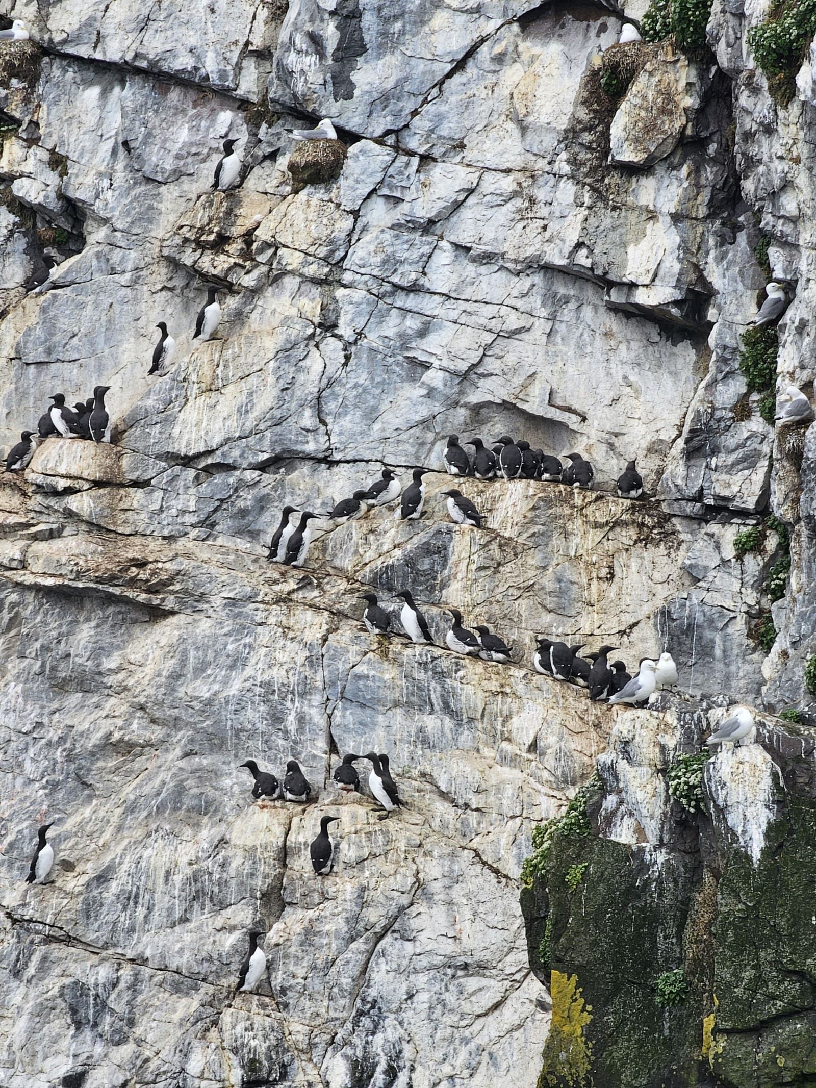 Seabirds gathered on a steep rock face along the cliffs of Papey Island.