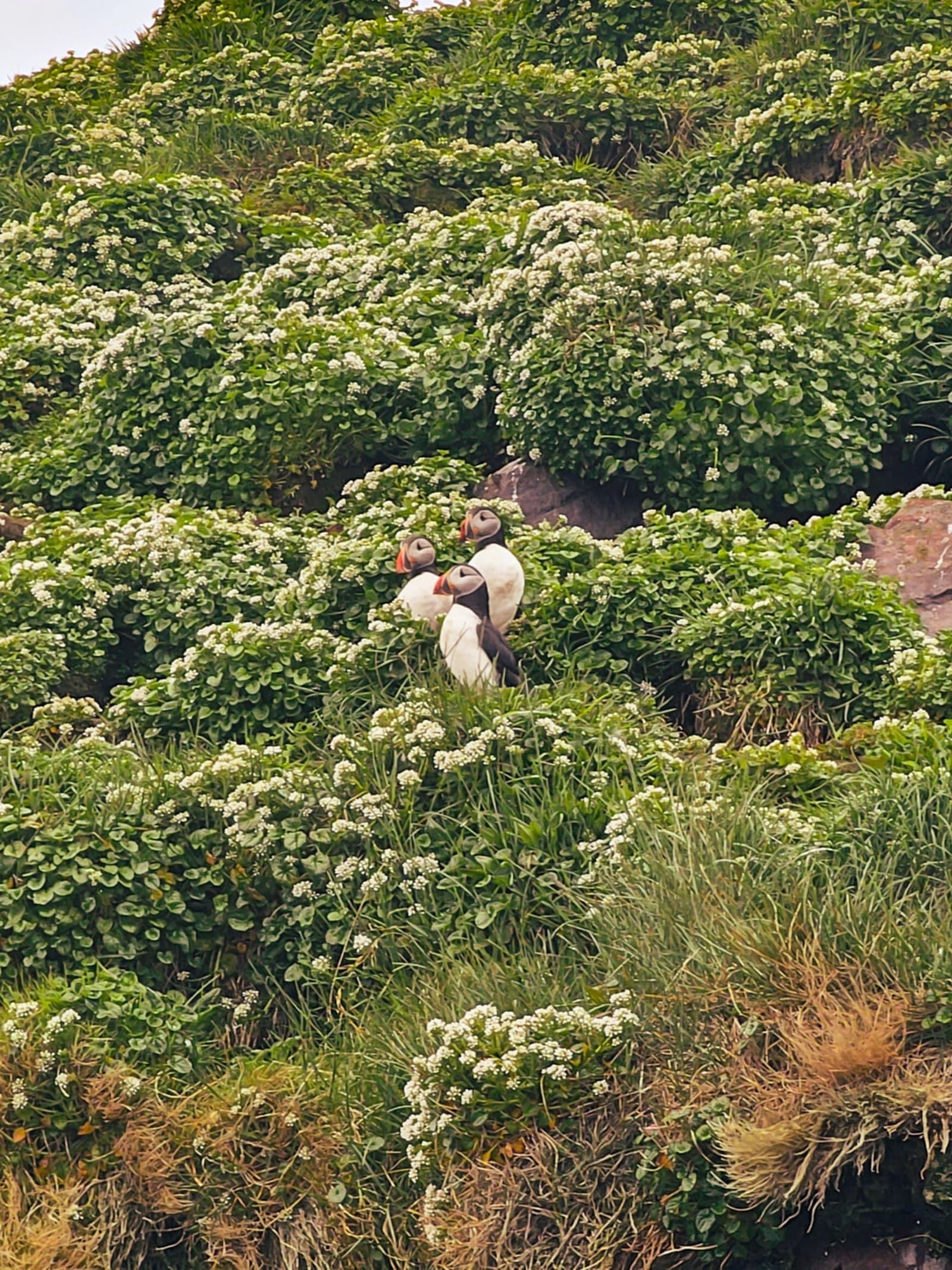 Puffins standing among low green vegetation on Papey Island in East Iceland.