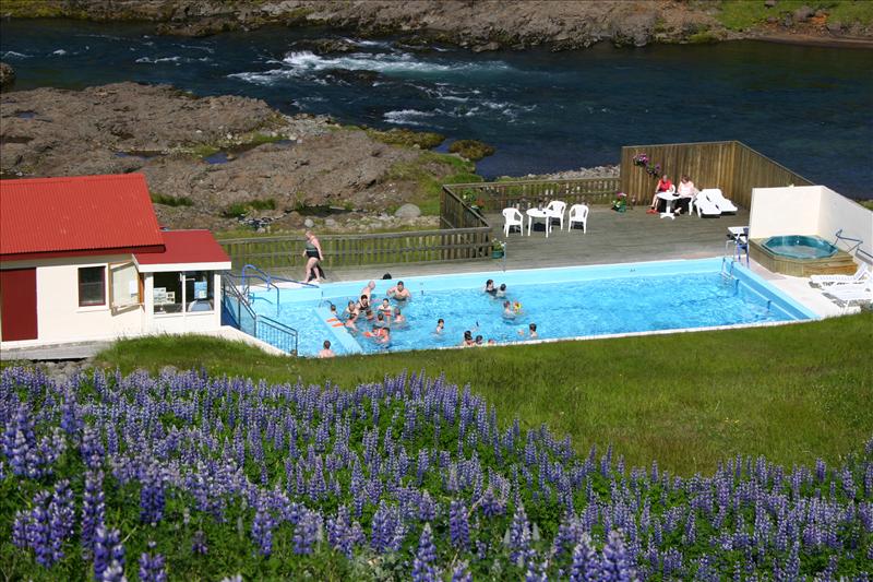 Swimmers in Selárdalslaug with the Selá river behind the pool and lupines in the foreground.