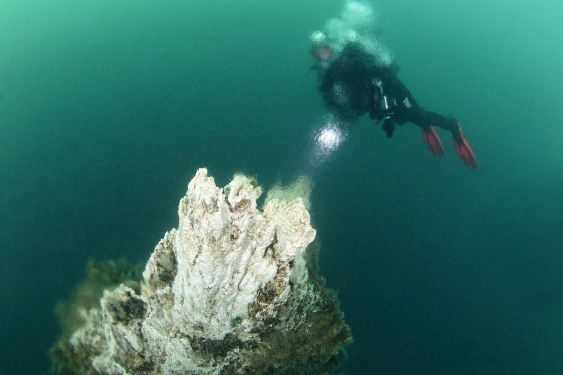 A diver swimming beside a pale Strýtur geothermal chimney in green water in Eyjafjörður.