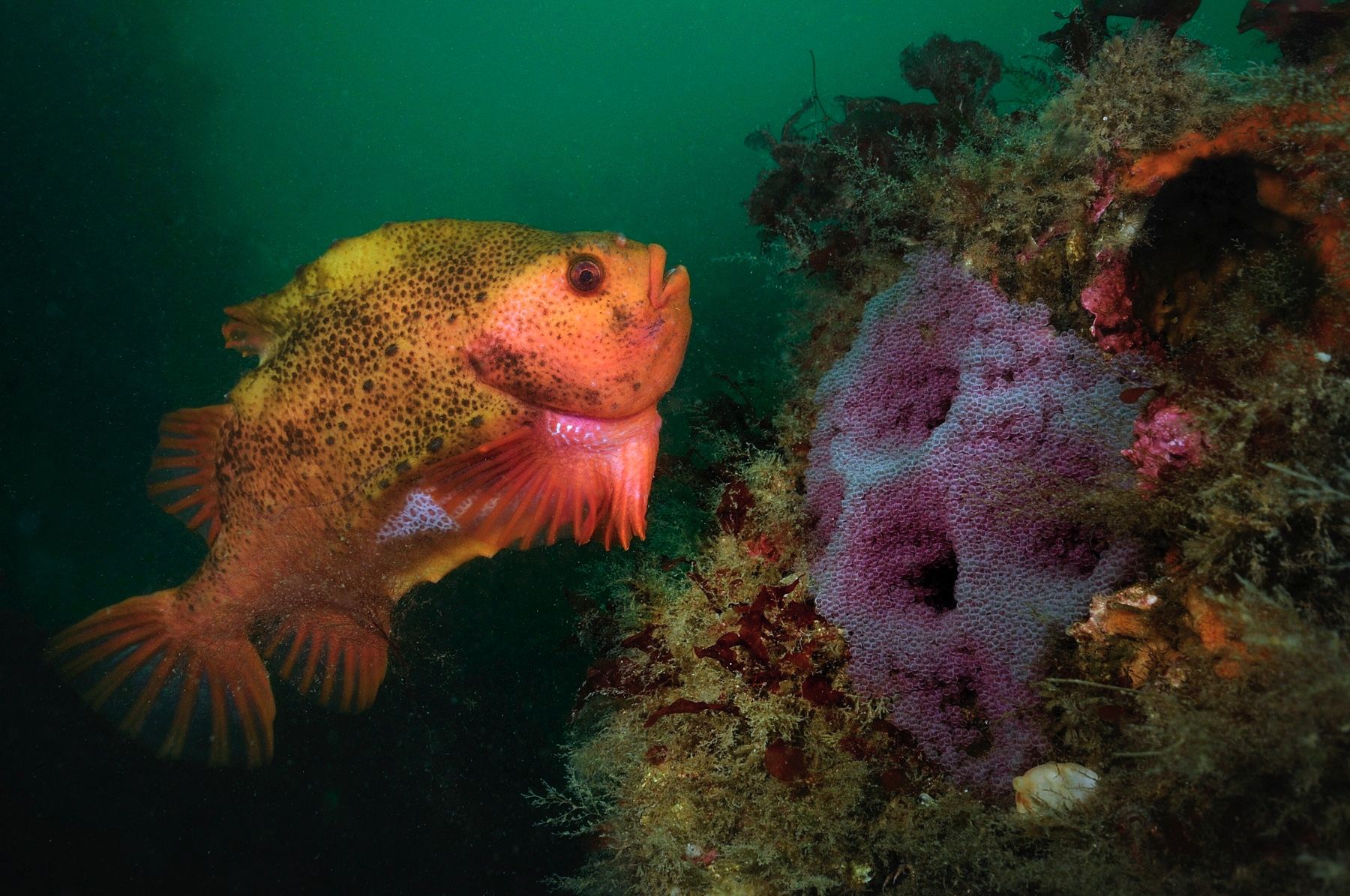 A lumpfish guarding eggs near the Strýtur underwater chimney field in North Iceland.