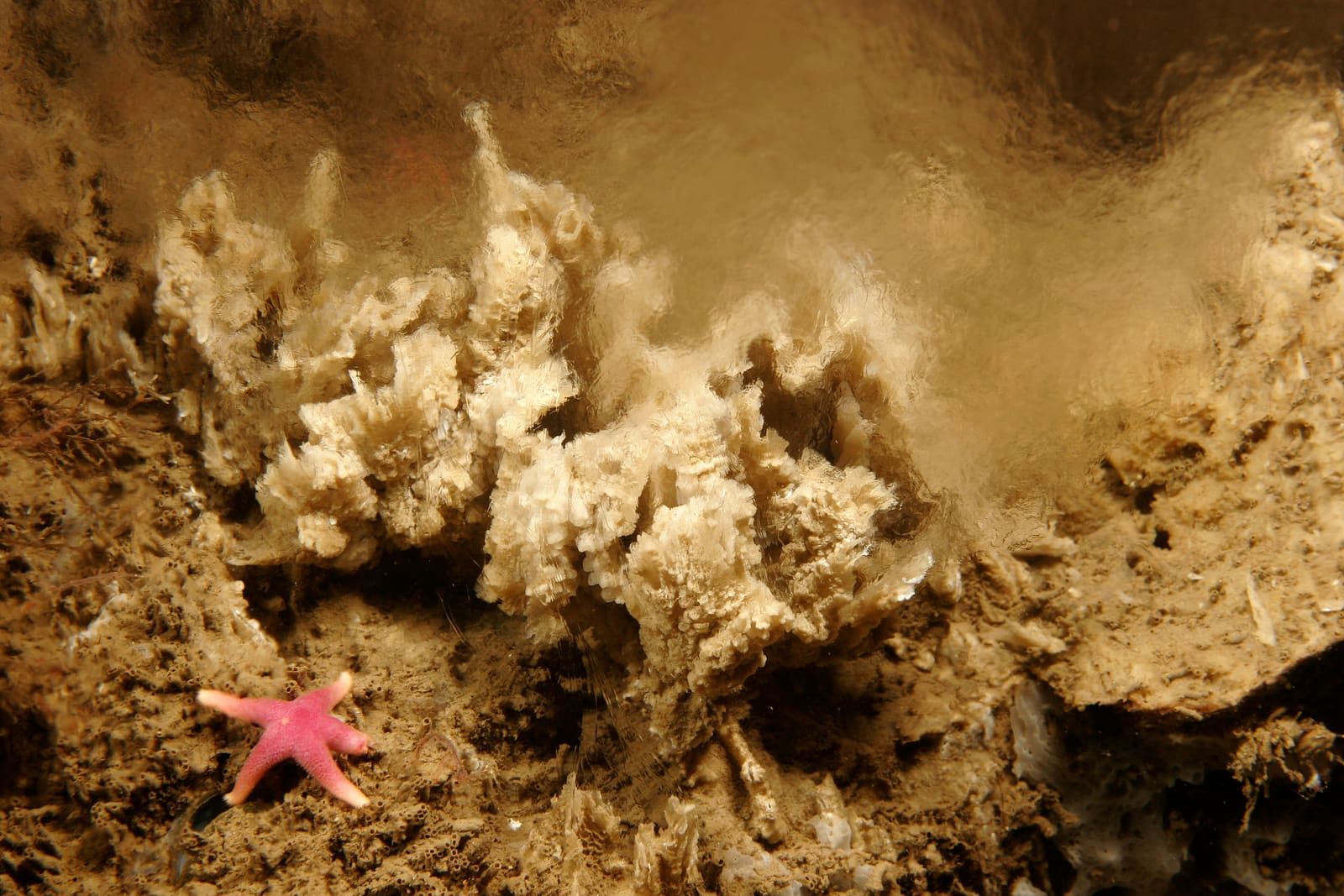 Pale mineral chimney formations at the protected Hverastrýtur underwater site in Eyjafjörður.