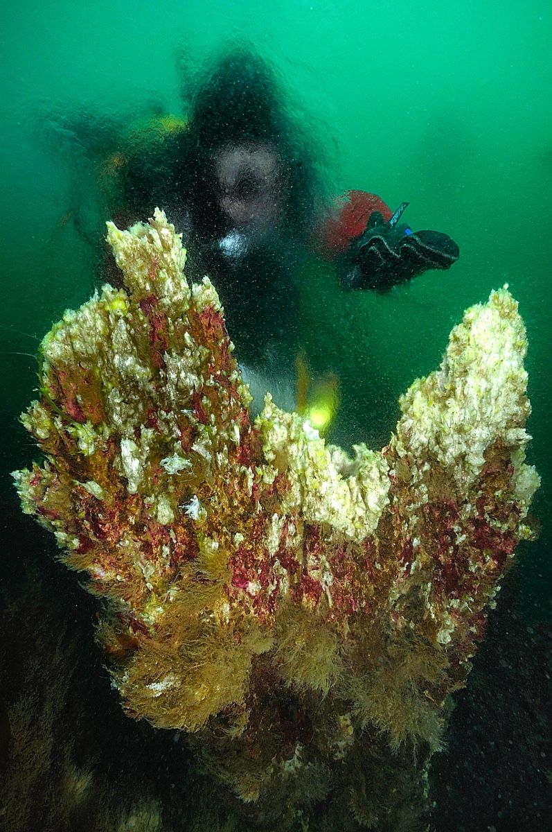 Close view of a Strýtur geothermal vent with a diver blurred in the green water behind it.