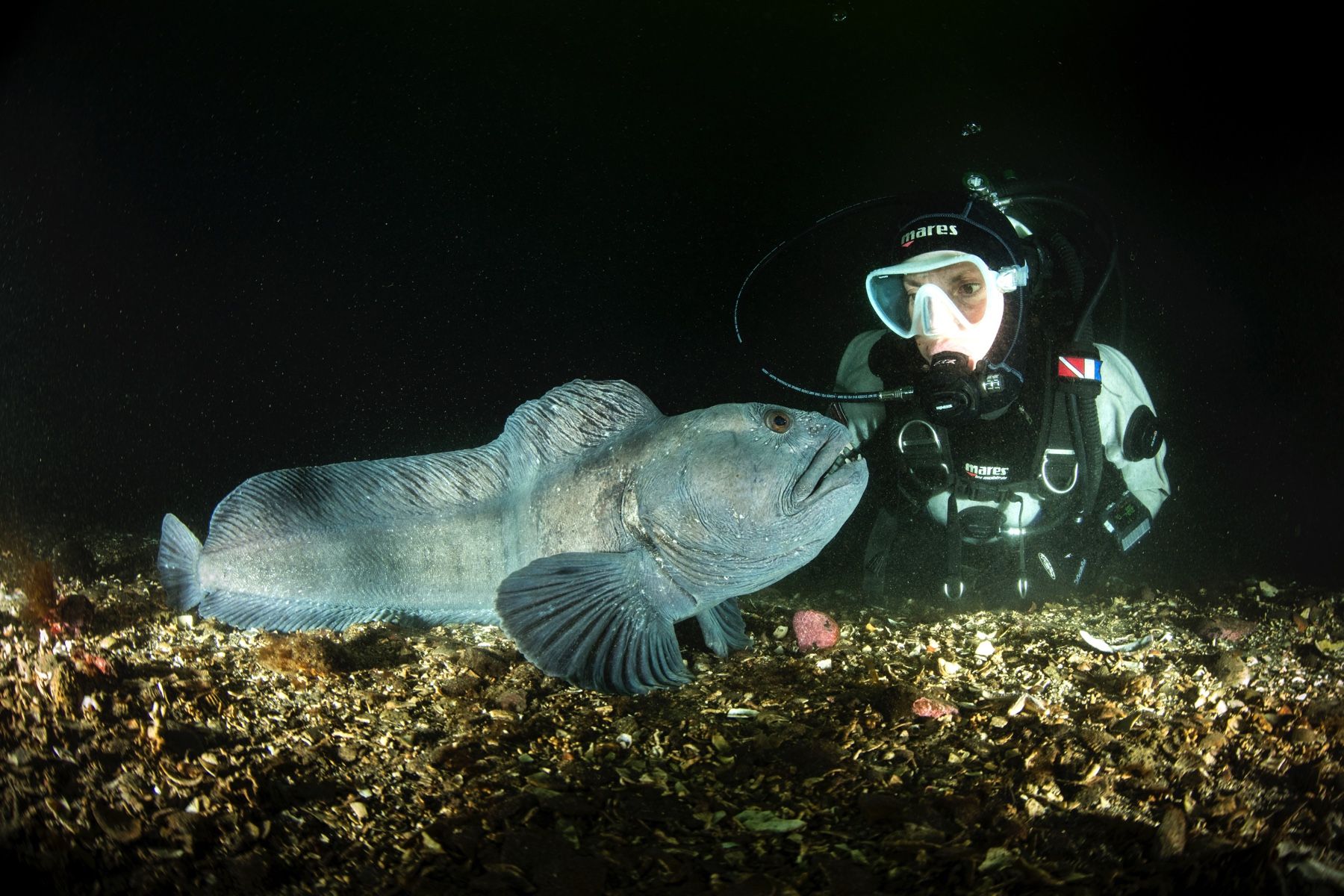 A wolffish close to a diver at the Strýtur underwater dive site in Eyjafjörður.