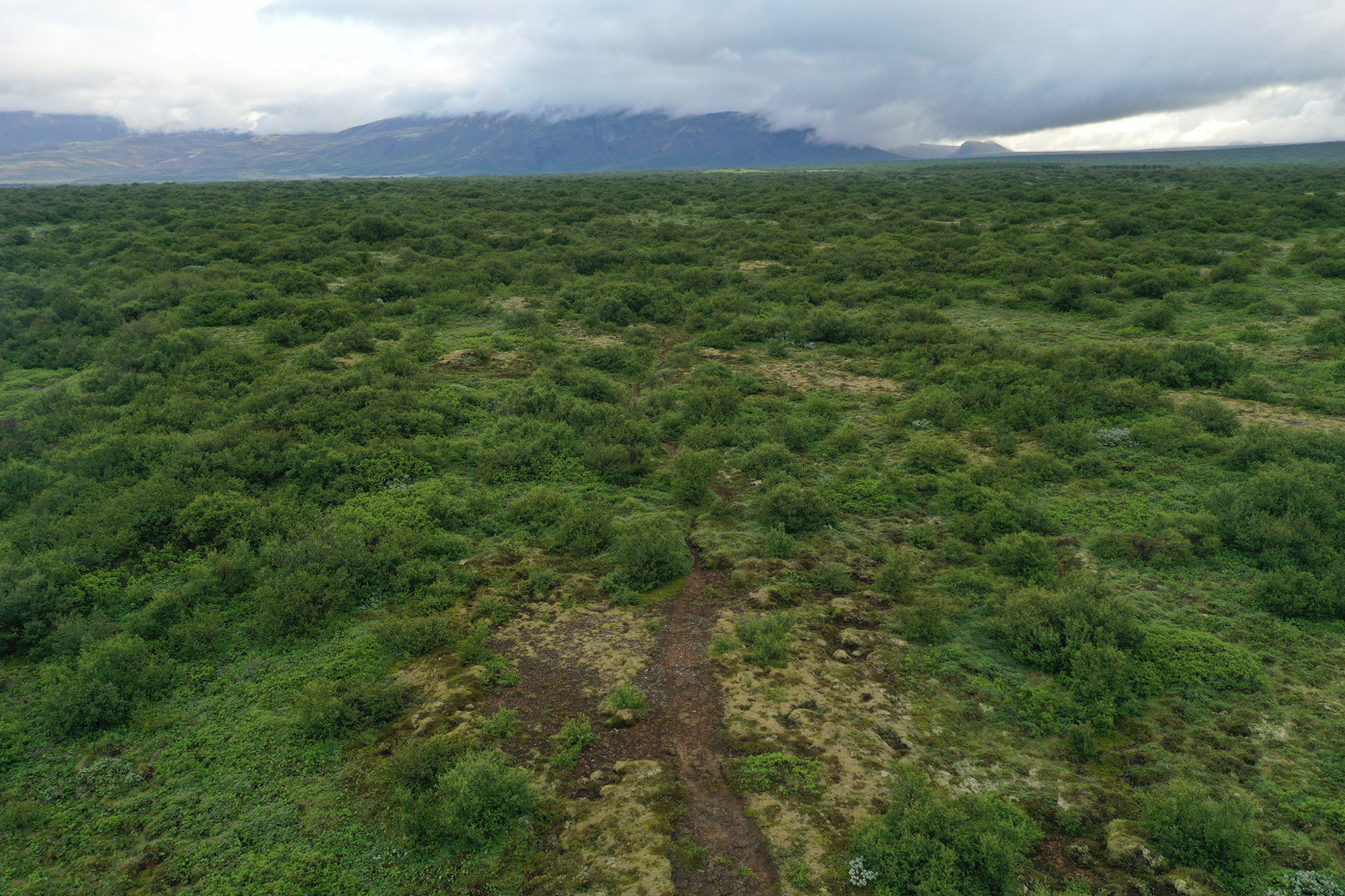 Low birch vegetation and rough trail terrain in the Þingvellir landscape near Lake Þingvallavatn.