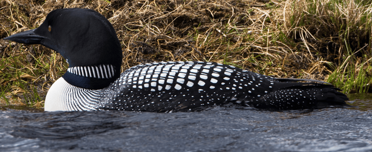 Common loon on dark water in the Þingvellir and Þingvallavatn wildlife context.