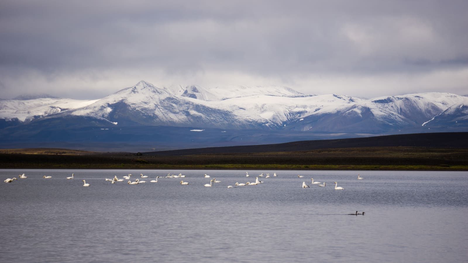 Swans on a lake in Þjórsárver with snow-covered Hofsjökull mountains in the distance.