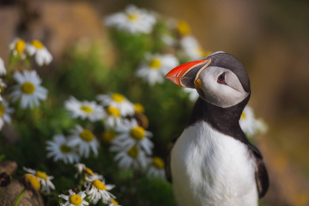 Puffin among flowers on the Tjörnes Peninsula in summer.