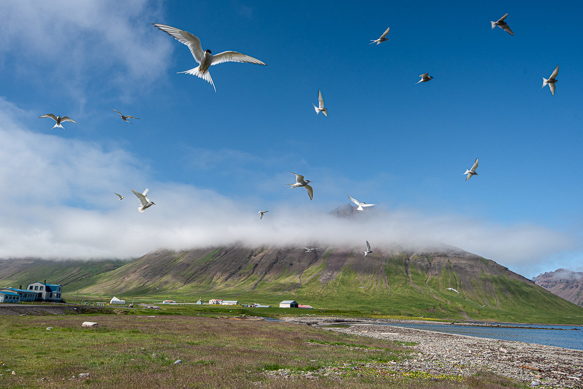 Birds flying above the shore at Trékyllisvík with low cloud over green Strandir mountains.