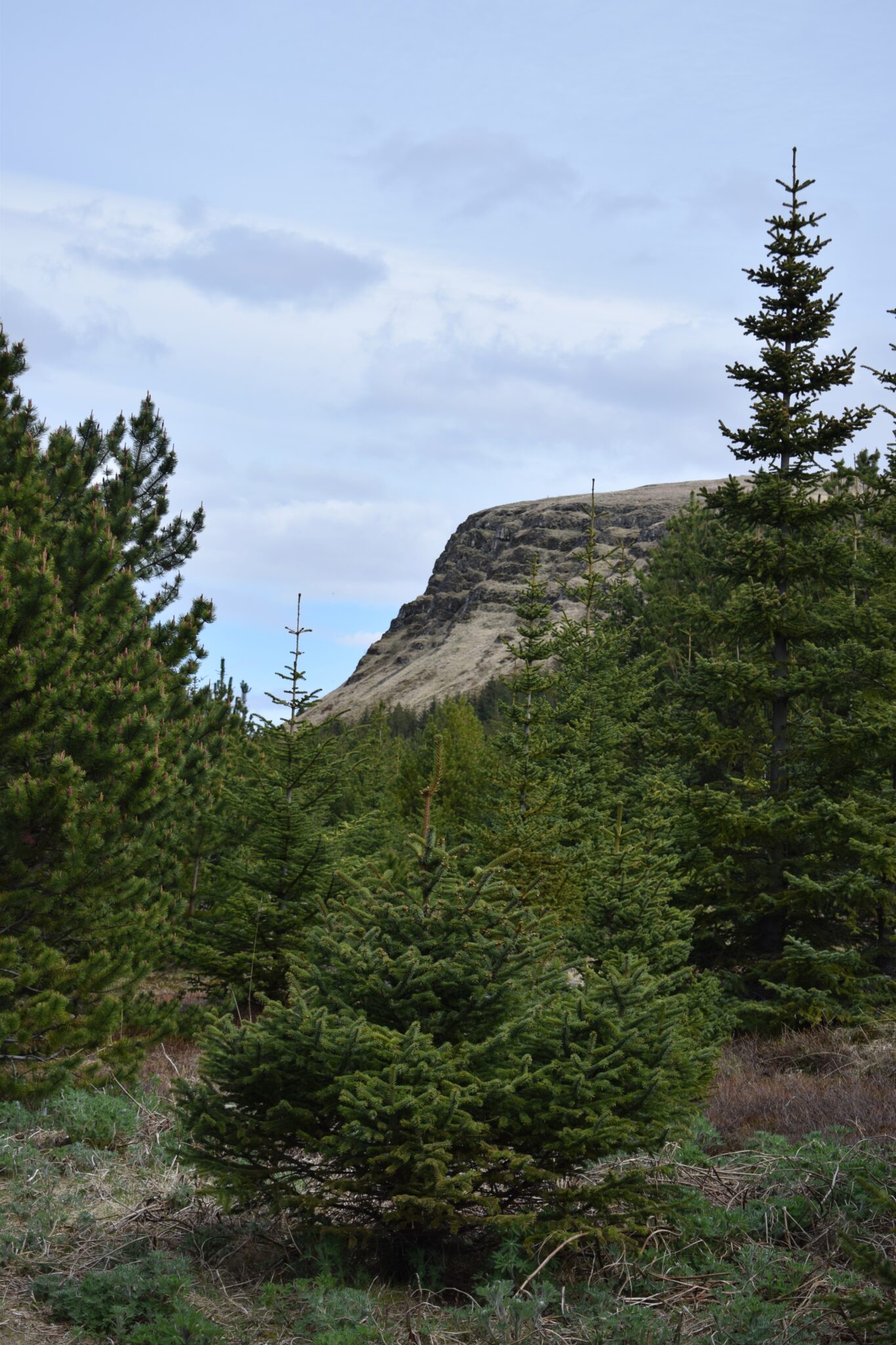 Young trees and a rocky Úlfarsfell slope beside a marked local path.