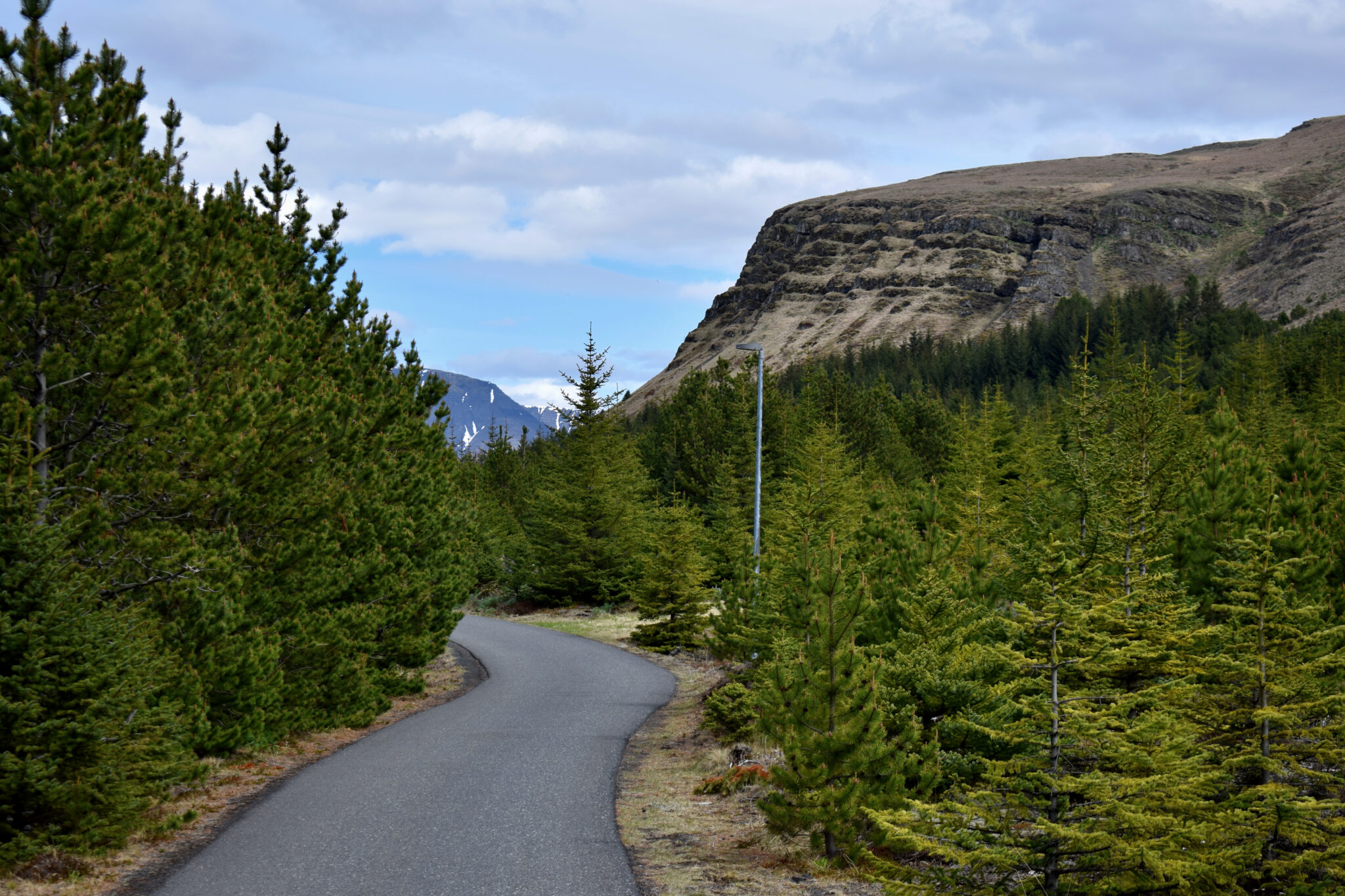 Paved approach path through young trees below the rocky slopes of Úlfarsfell.