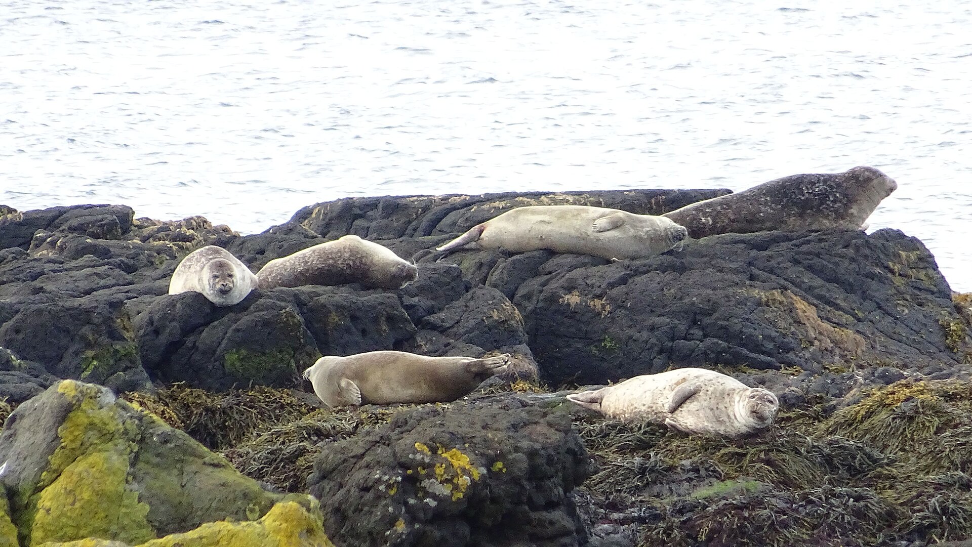 Seals resting on dark rocks along the Vatnsnes coast