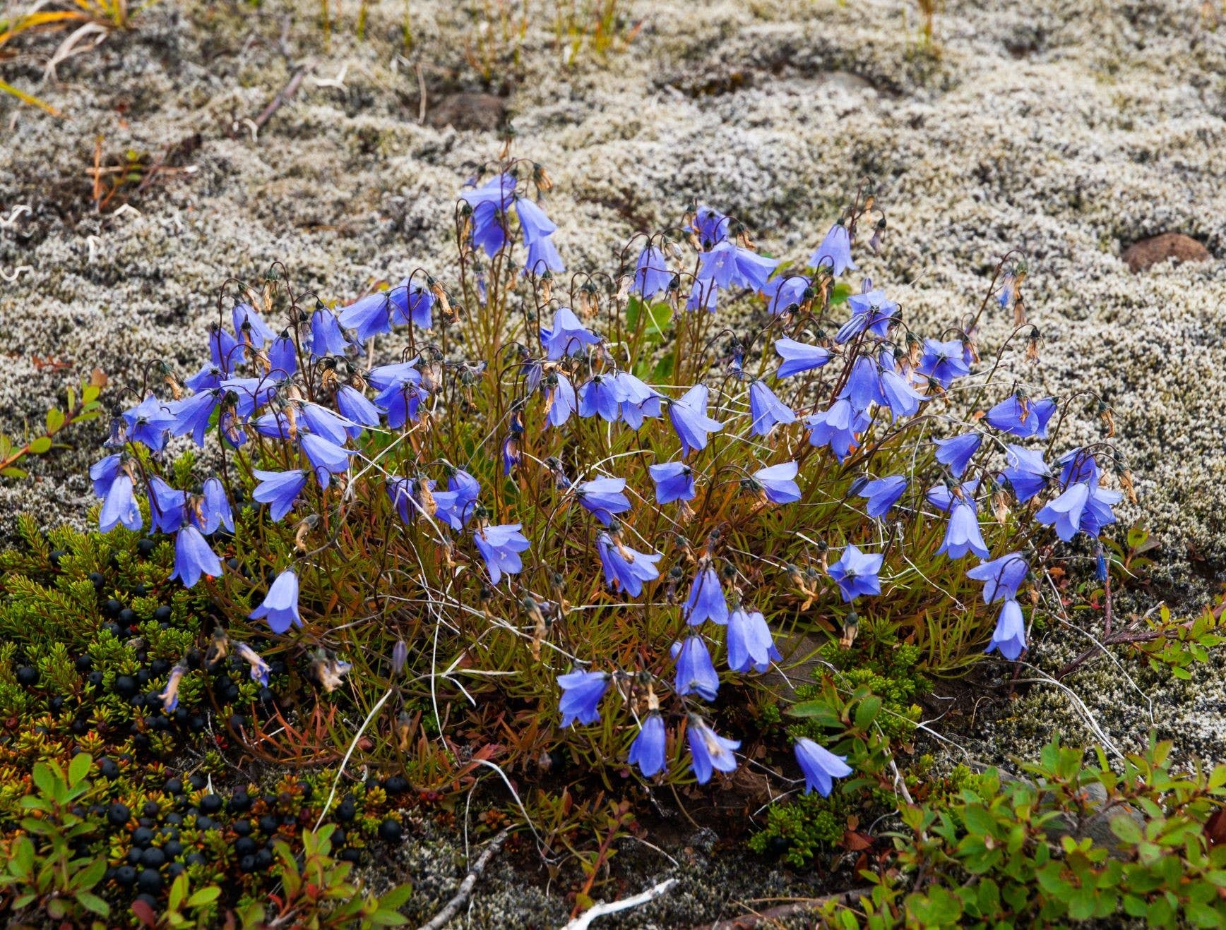 Blue harebell flowers growing in pale moss near Vestragil in Skaftafell.