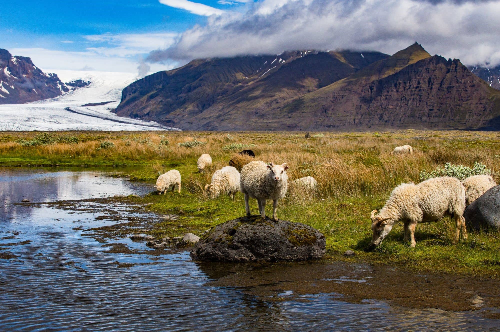 Sheep grazing beside water with glacier and mountains in the Skaftafell landscape near Vestragil.