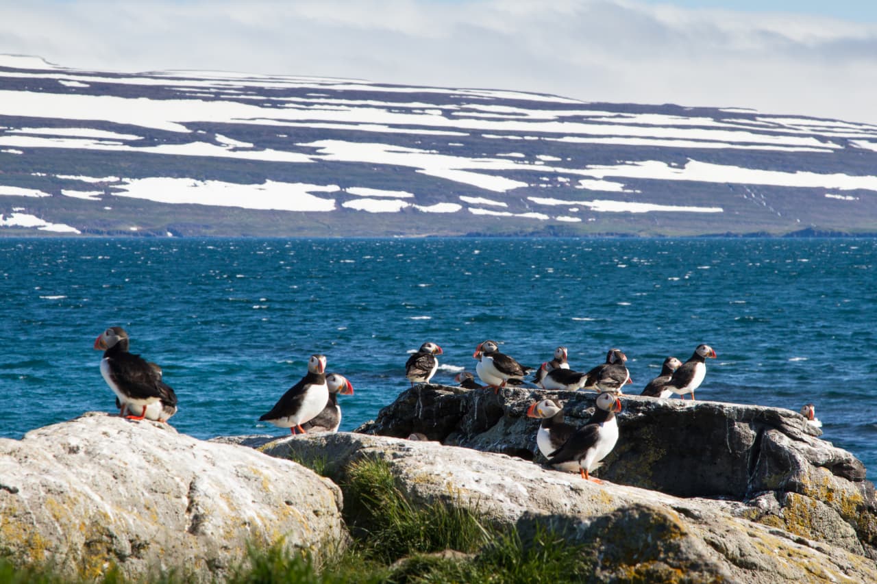 Puffins standing on rocks beside blue water and snowy Westfjords mountains near Vigur.