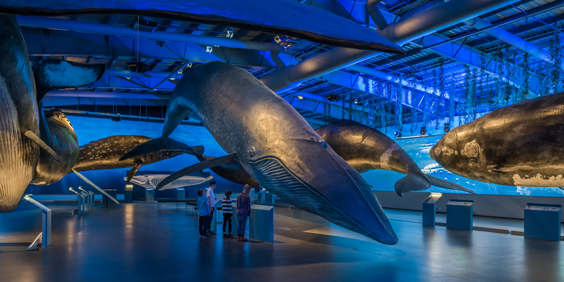 Life-size whale models hanging above visitors inside Whales of Iceland in Reykjavík