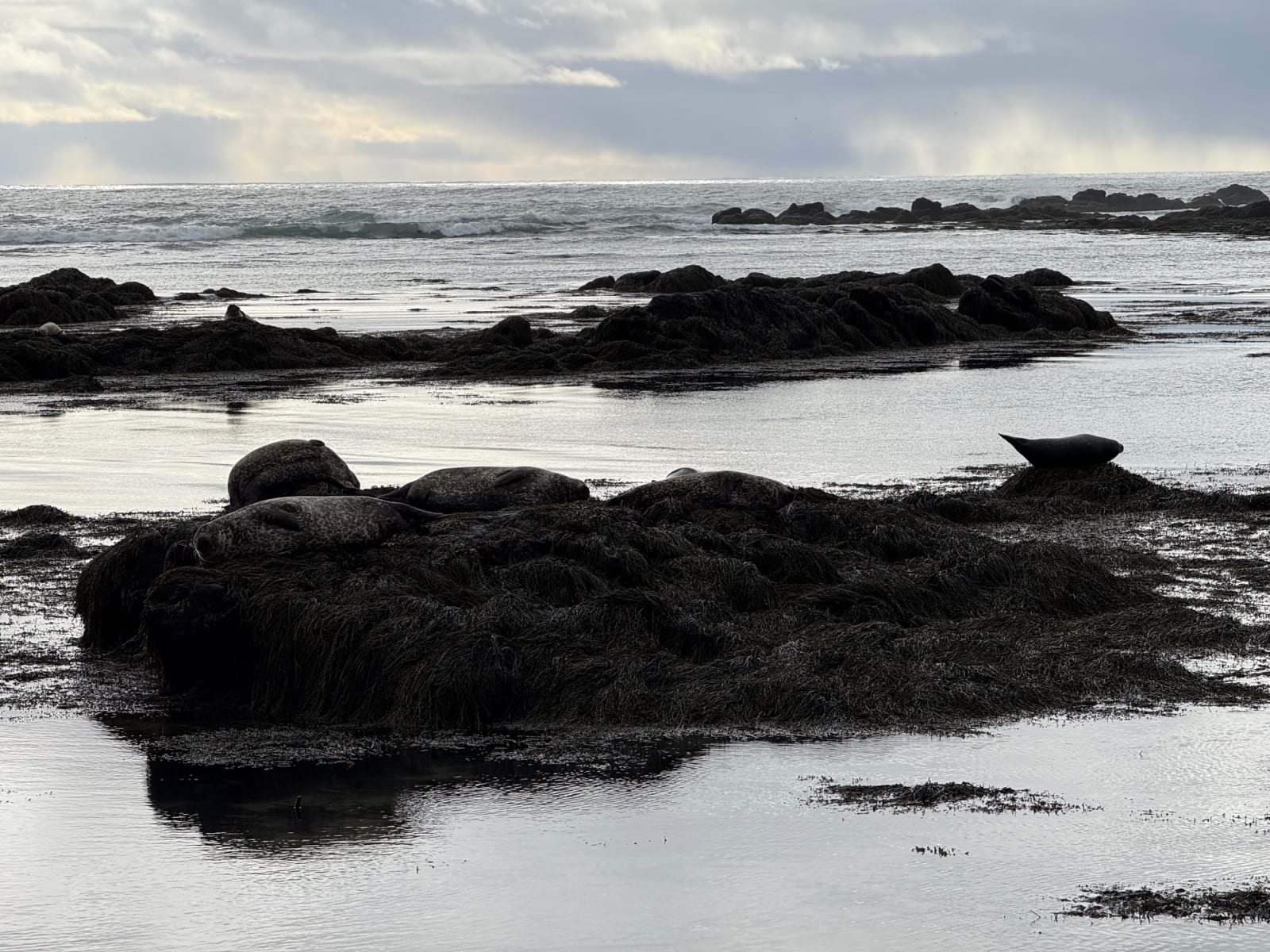 Seals resting on seaweed-covered rocks at Ytri Tunga Beach with ocean swell behind them.